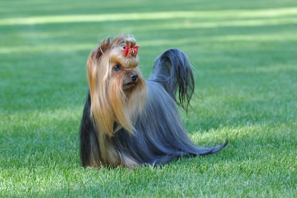 Gyönyörű yorkshire terrier kiállítási szőrben